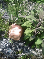 Le jardin aromatique 2