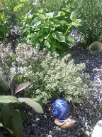 Le jardin aromatique 3