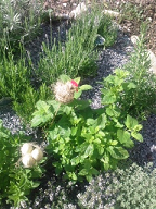 Le jardin aromatique